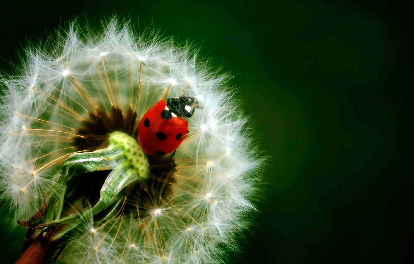 Photo wallpaper nature, dandelion, ladybug