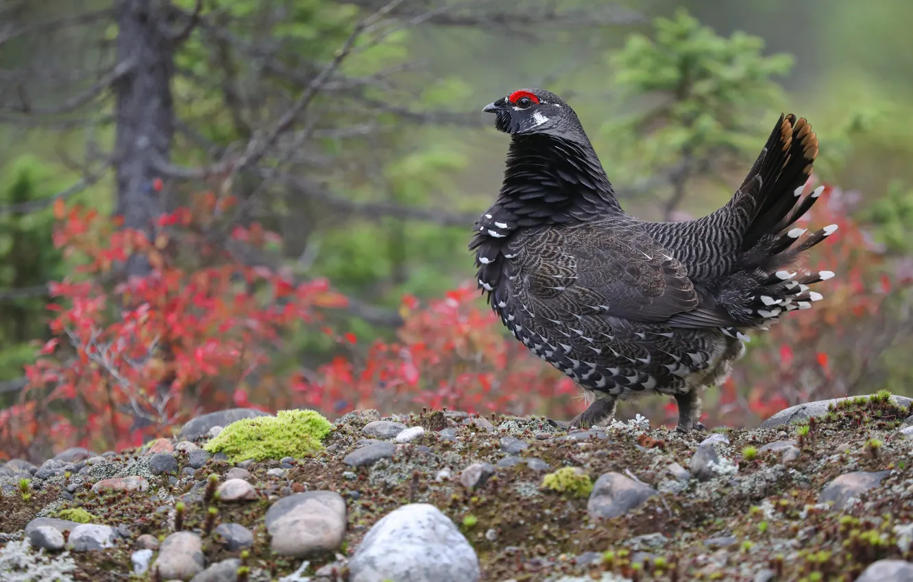 Photo wallpaper autumn, nature, bird, grouse