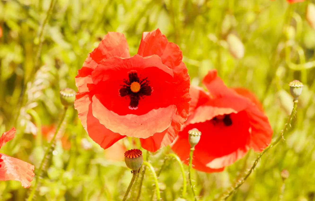 Photo wallpaper red, flower, poppy