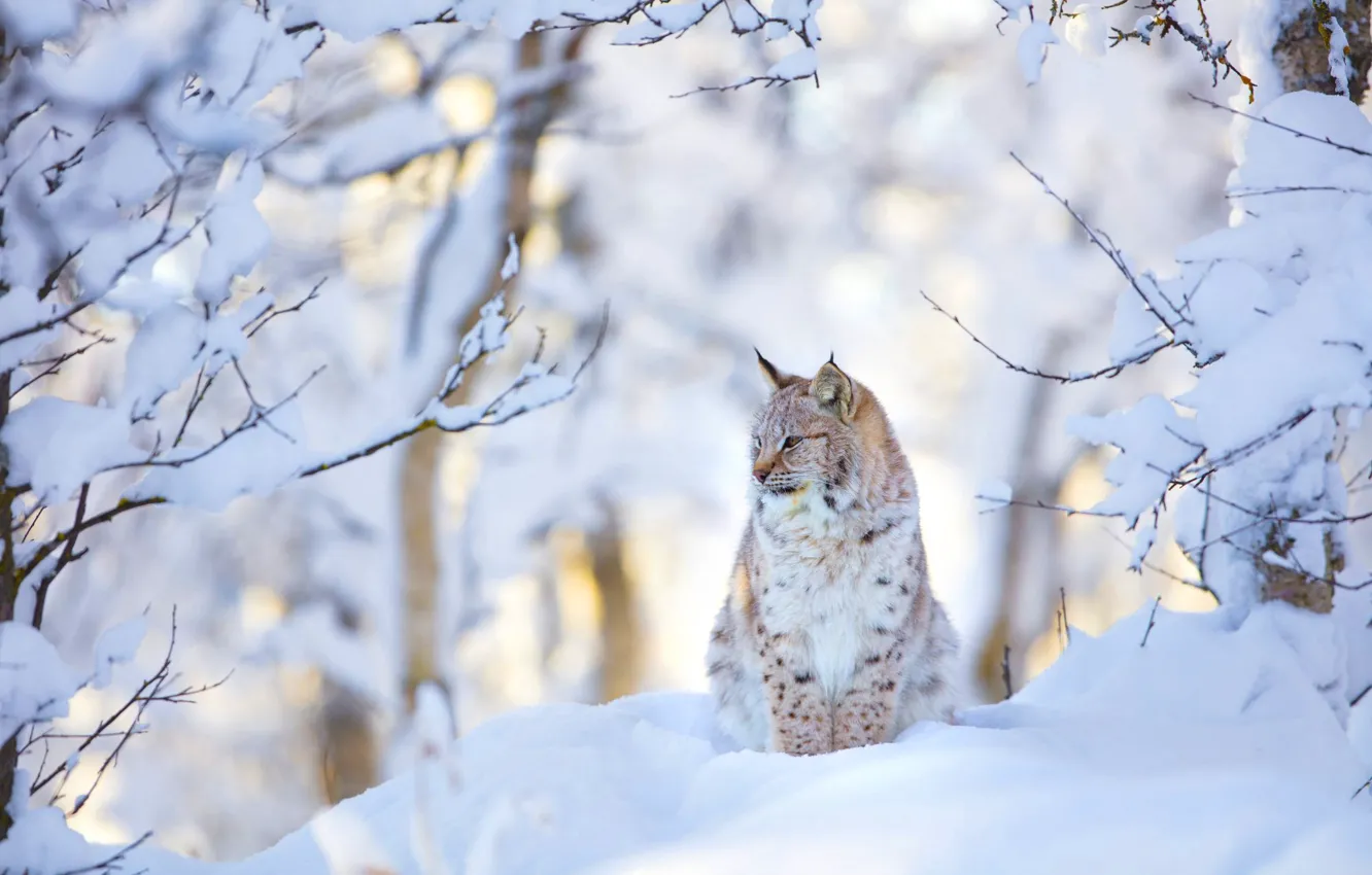 Photo wallpaper winter, forest, snow, branches, lynx, sitting