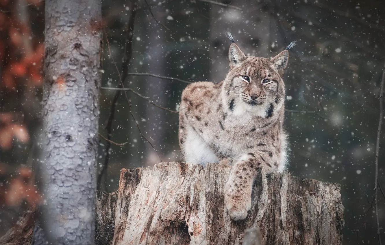 Photo wallpaper winter, forest, look, face, snow, trees, branches, stump