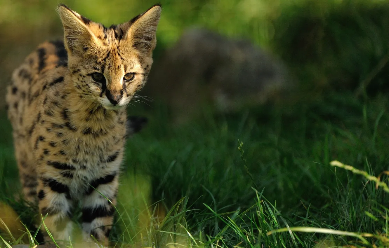 Photo wallpaper grass, kitty, ears, wild cat, Serval