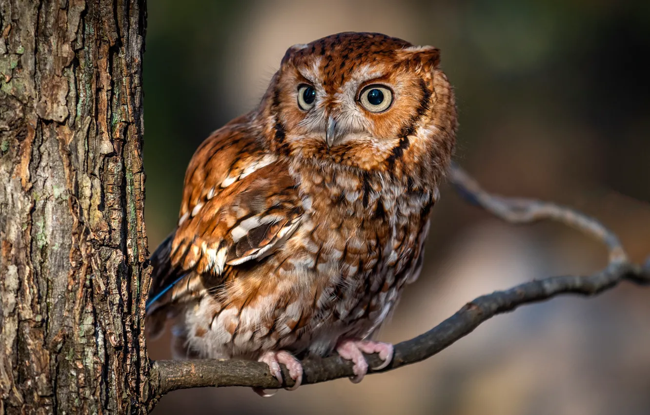 Photo wallpaper trees, branches, owl, bird, North American scoop