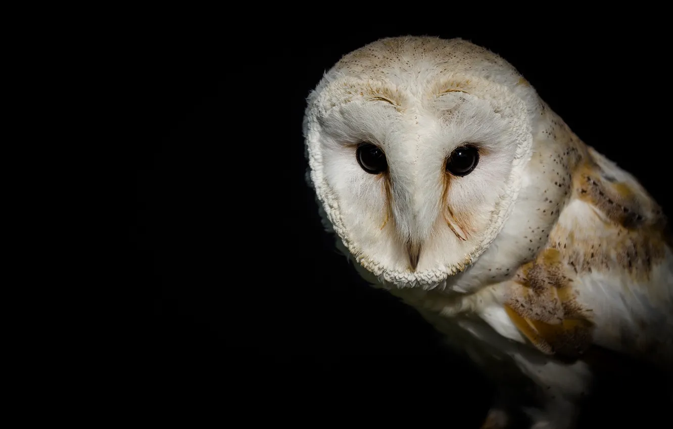 Photo wallpaper eyes, bird, the barn owl