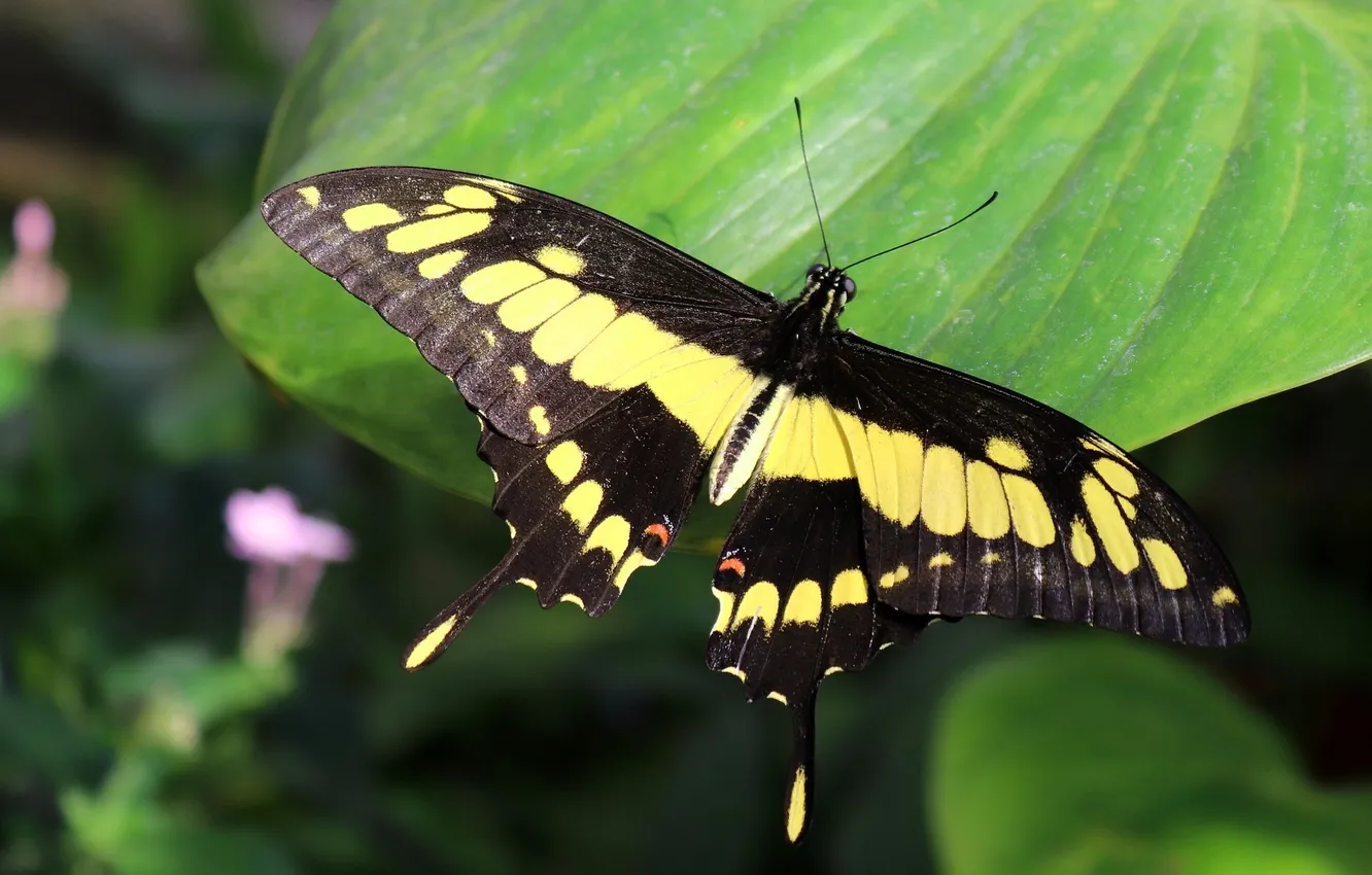 Photo wallpaper leaves, macro, butterfly, wings, beautiful, closeup