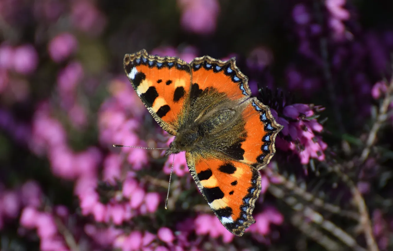 Photo wallpaper butterfly, wings, insect, Heather