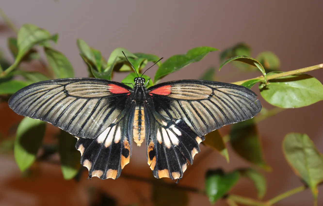 Photo wallpaper butterfly, butterfly, plant, wings