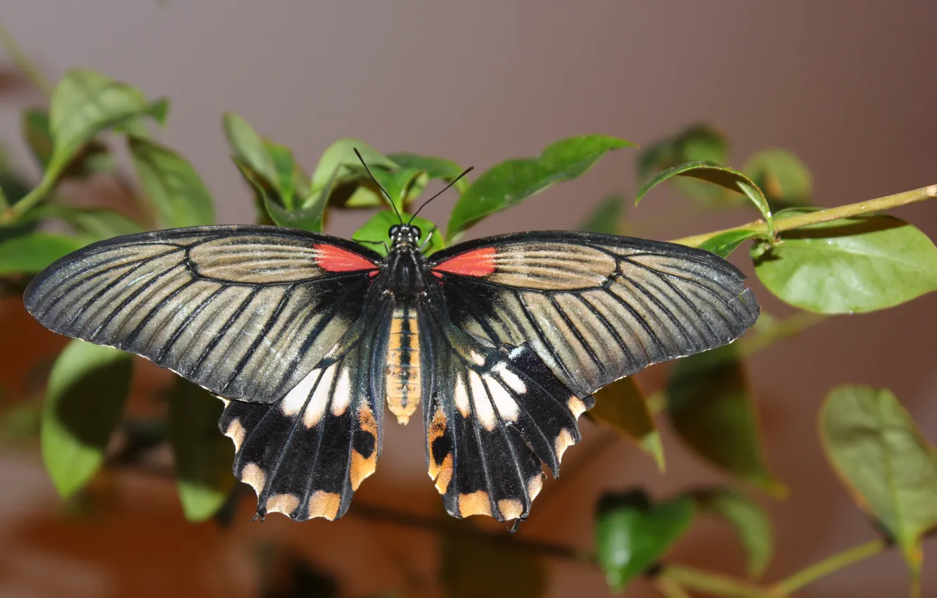 Photo wallpaper butterfly, plant, wings
