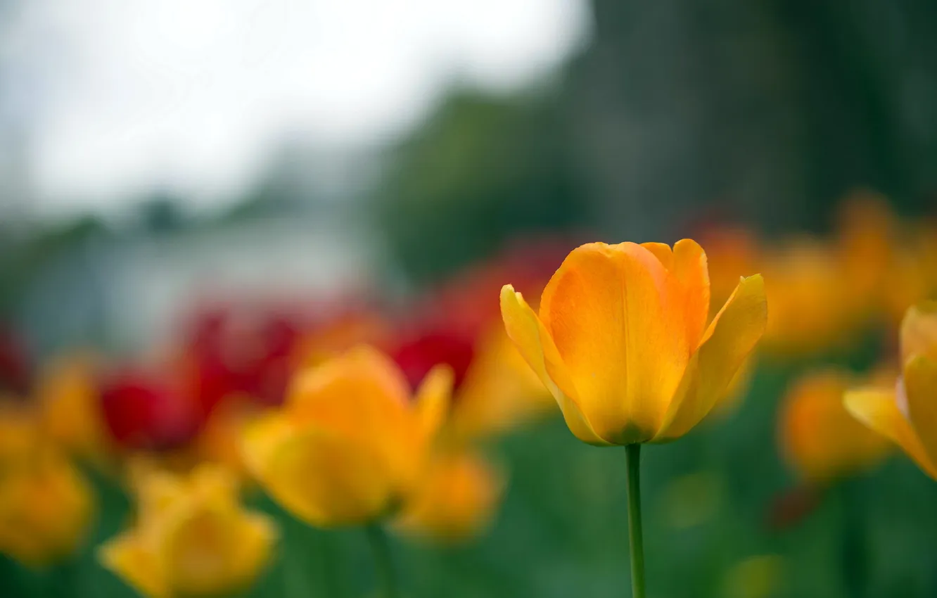Photo wallpaper nature, background, tulips