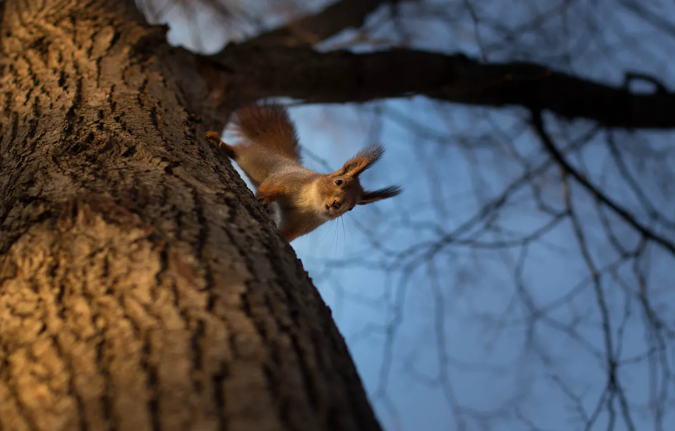 Photo wallpaper trees, protein, red