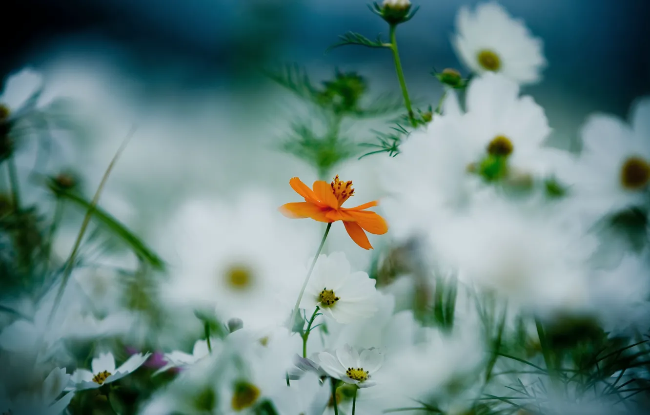 Photo wallpaper white, summer, grass, flowers, orange, glade, plant, petals