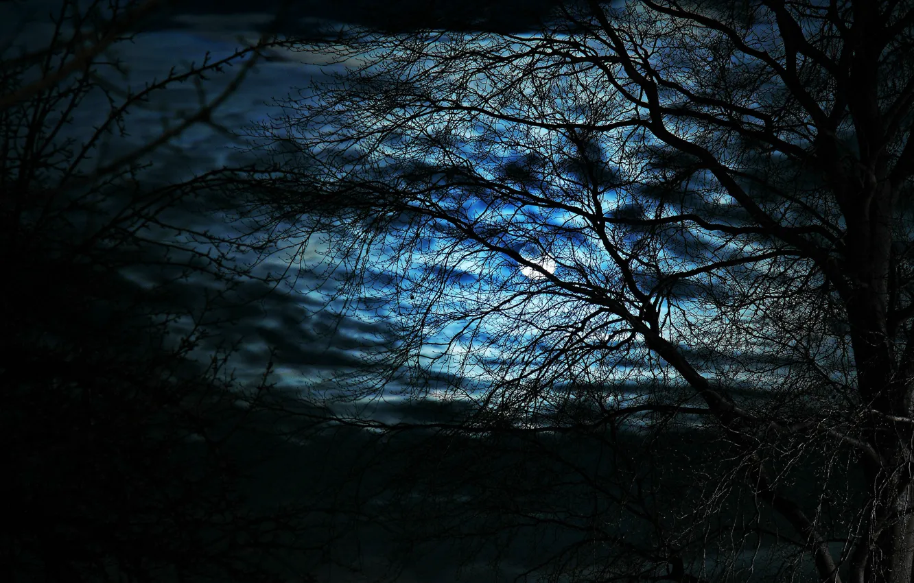 Photo wallpaper the sky, clouds, night, the moon, Trees, moon, silhouettes, sky
