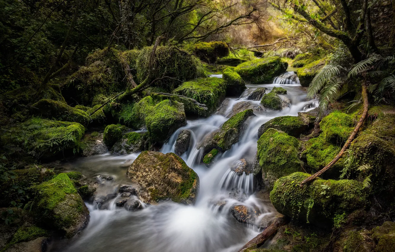 Photo wallpaper forest, stream, stones, moss, New Zealand, New Zealand, Hawke's Bay, Hawke's Bay