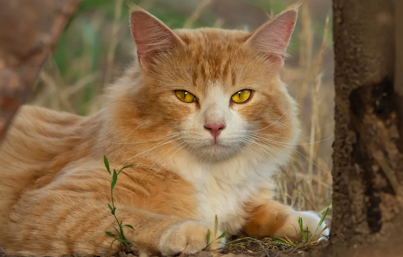 Photo wallpaper cat, cat, look, pose, face