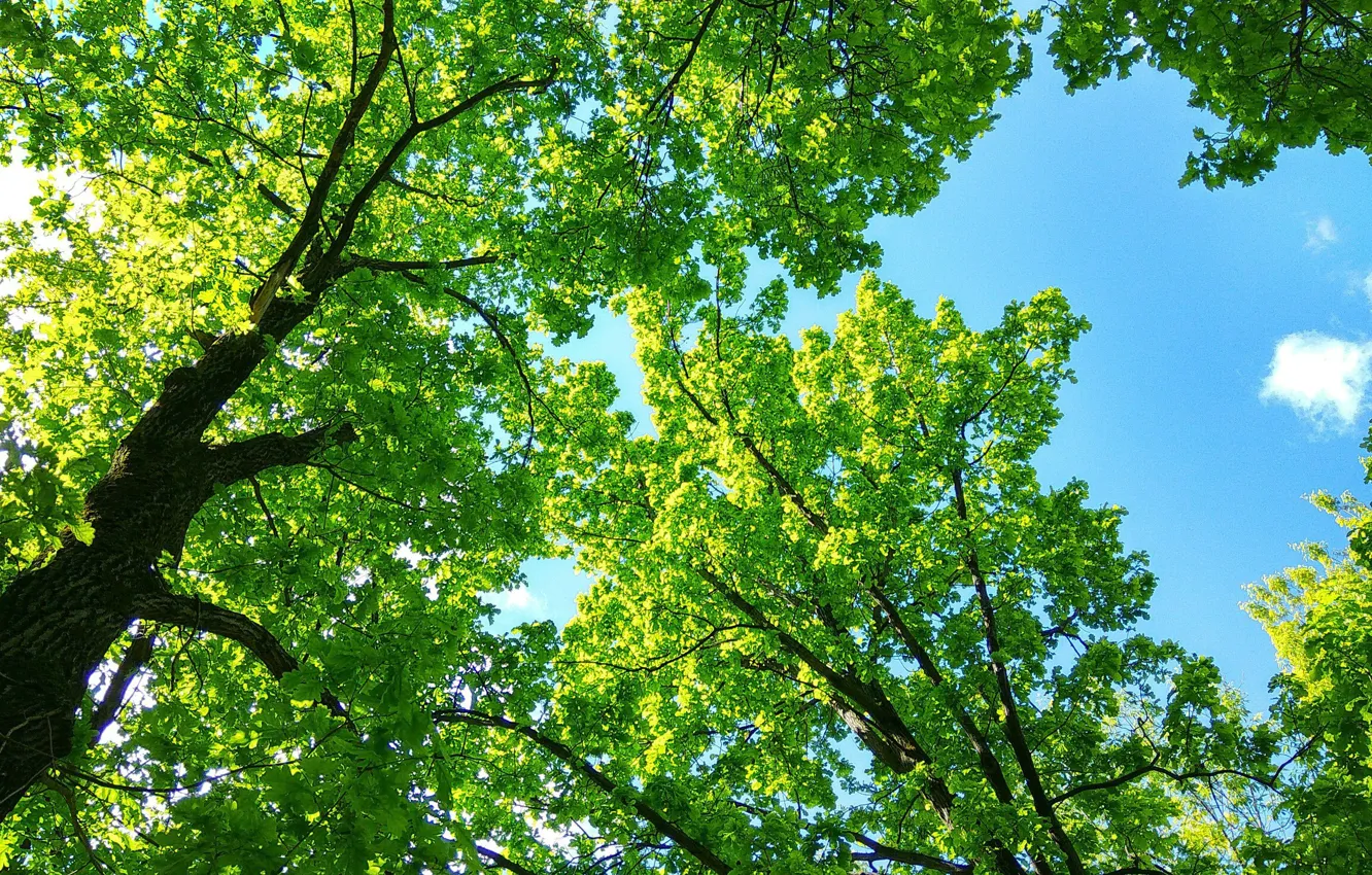 Photo wallpaper forest, the sky, trees, nature