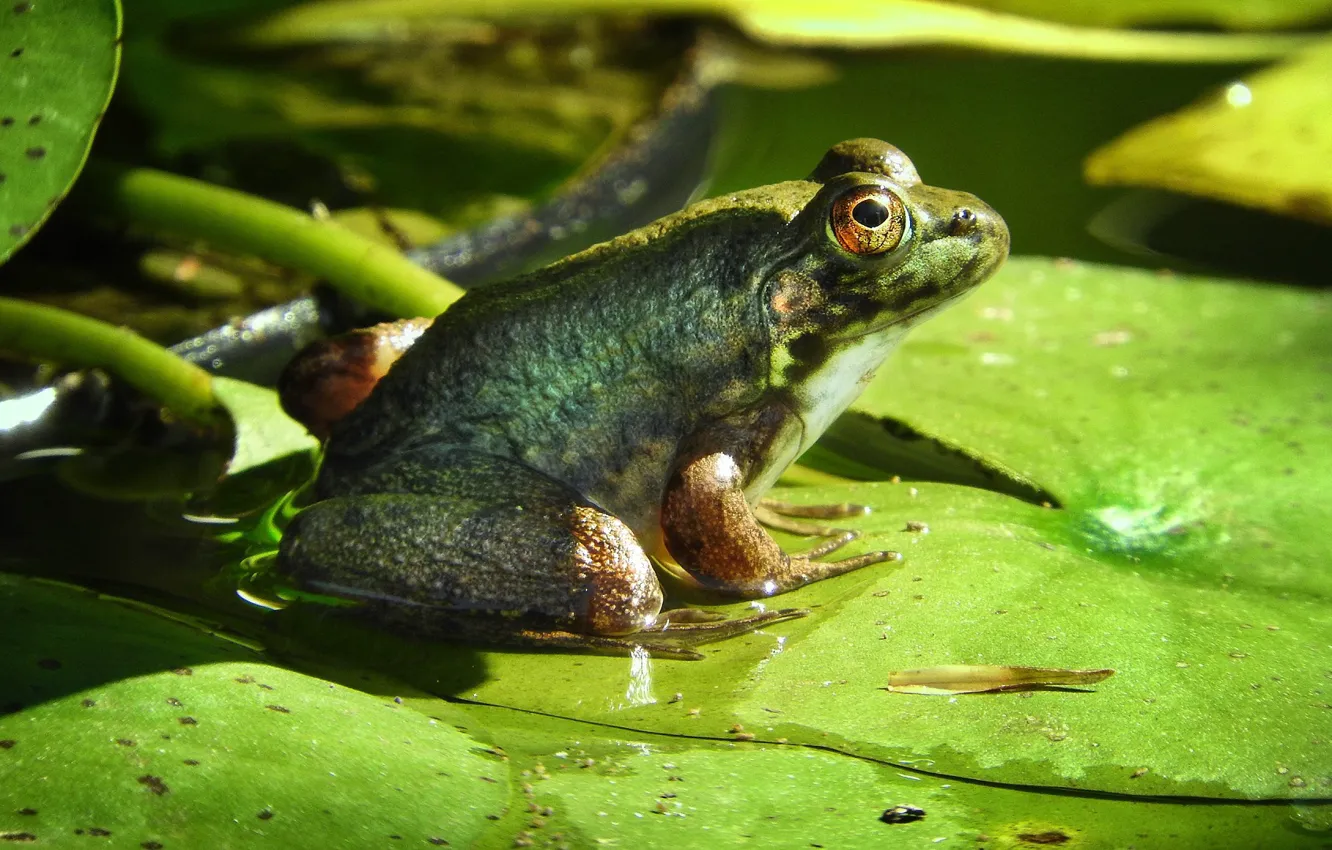 Photo wallpaper greens, leaves, frog
