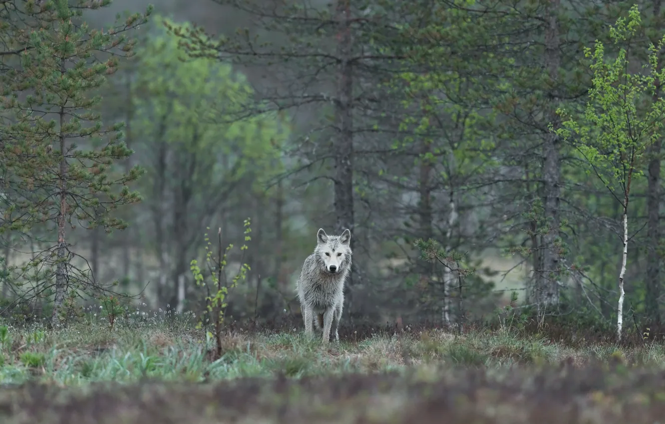 Photo wallpaper Predator, nature, animal, wolf, wildlife, portrait., Canis lupus. face • wolf • portrait • predator