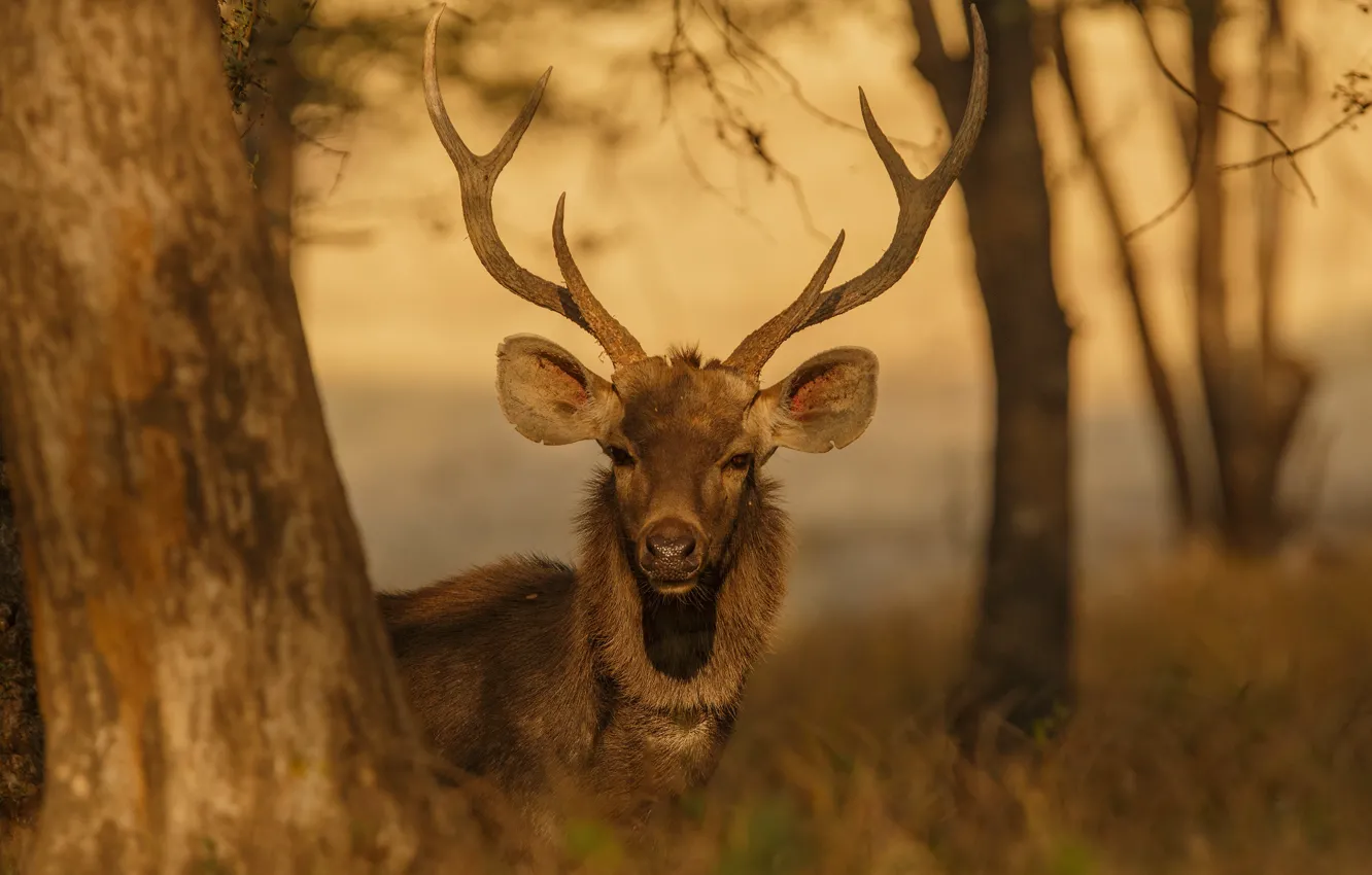 Photo wallpaper forest, face, trees, deer