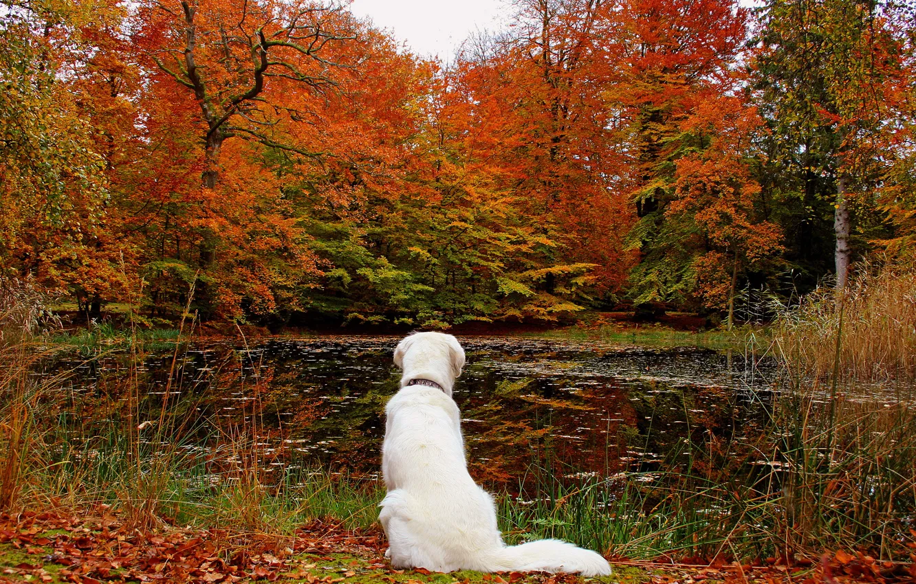 Photo wallpaper autumn, forest, leaves, lake, dog, nature.