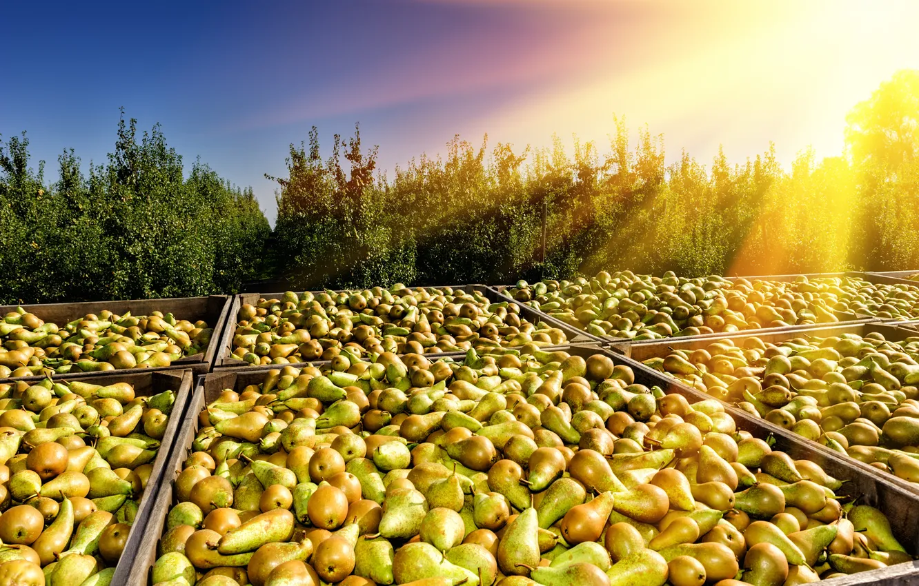 Photo wallpaper summer, sky, season, pear, storage, Seasonal, Ripe, produce