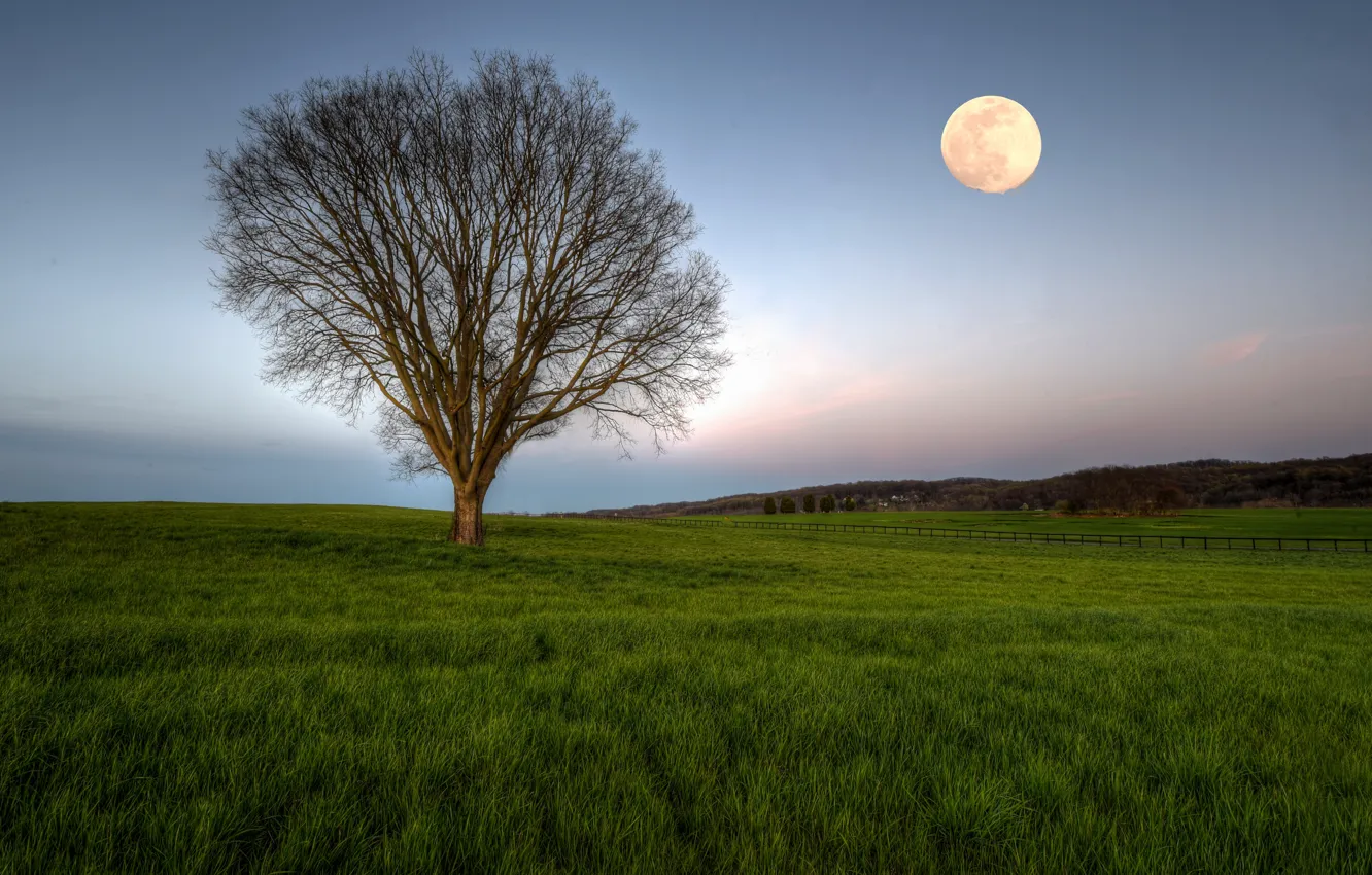 Photo wallpaper field, tree, the moon