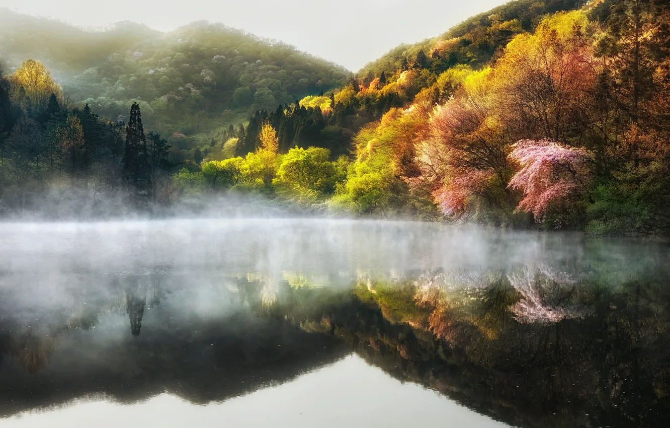 Photo wallpaper trees, nature, fog, lake, spring, haze, South Korea, South Korea