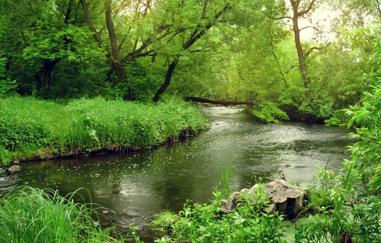 Photo wallpaper Greens, Spring, Trees, Forest, Shore, River