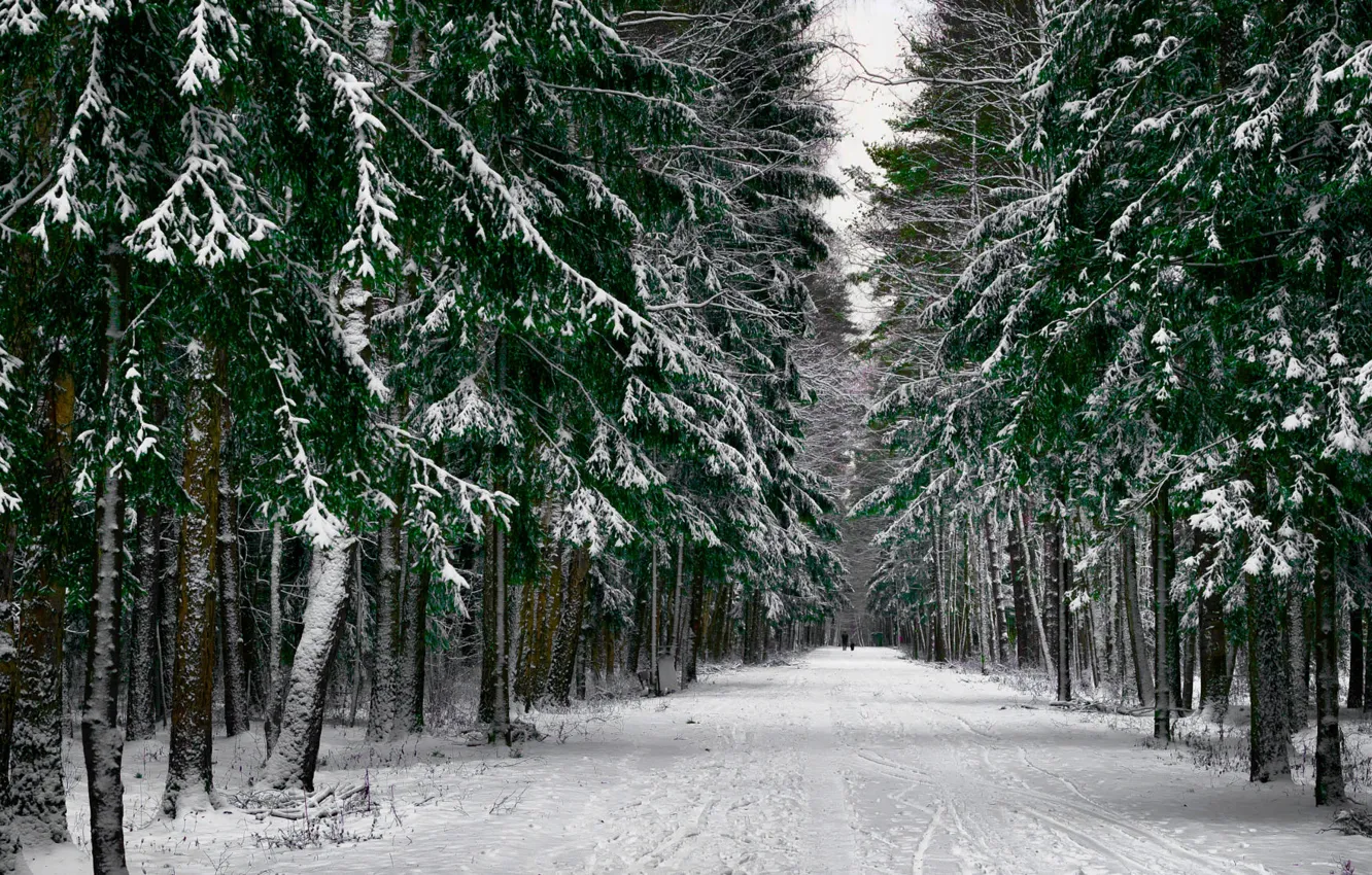 Photo wallpaper winter, road, forest, snow, photo, Roman Alyabev
