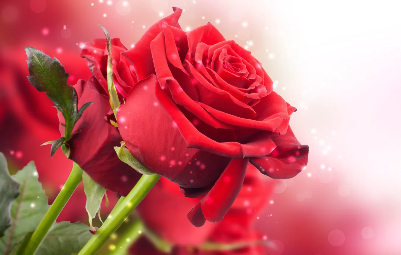Photo wallpaper stems, roses, bouquet, petals, red