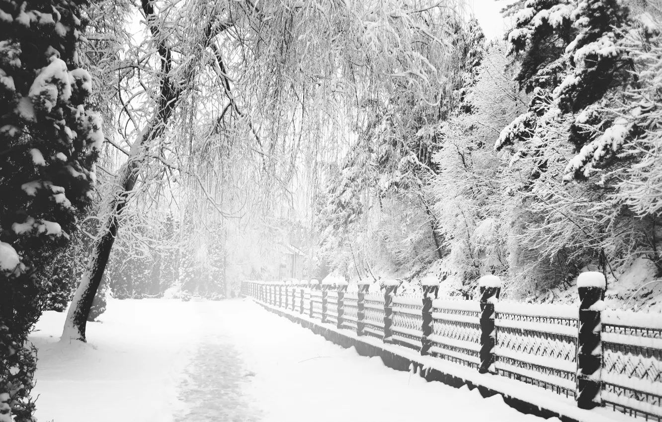 Photo wallpaper Winter, Snow, Trail, Park, monochrome, Winter, Park, Snow
