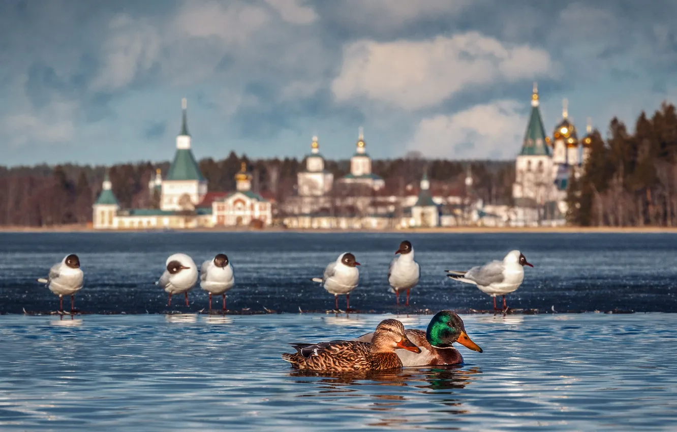Photo wallpaper landscape, birds, nature, lake, seagulls, duck, the monastery, Valdai