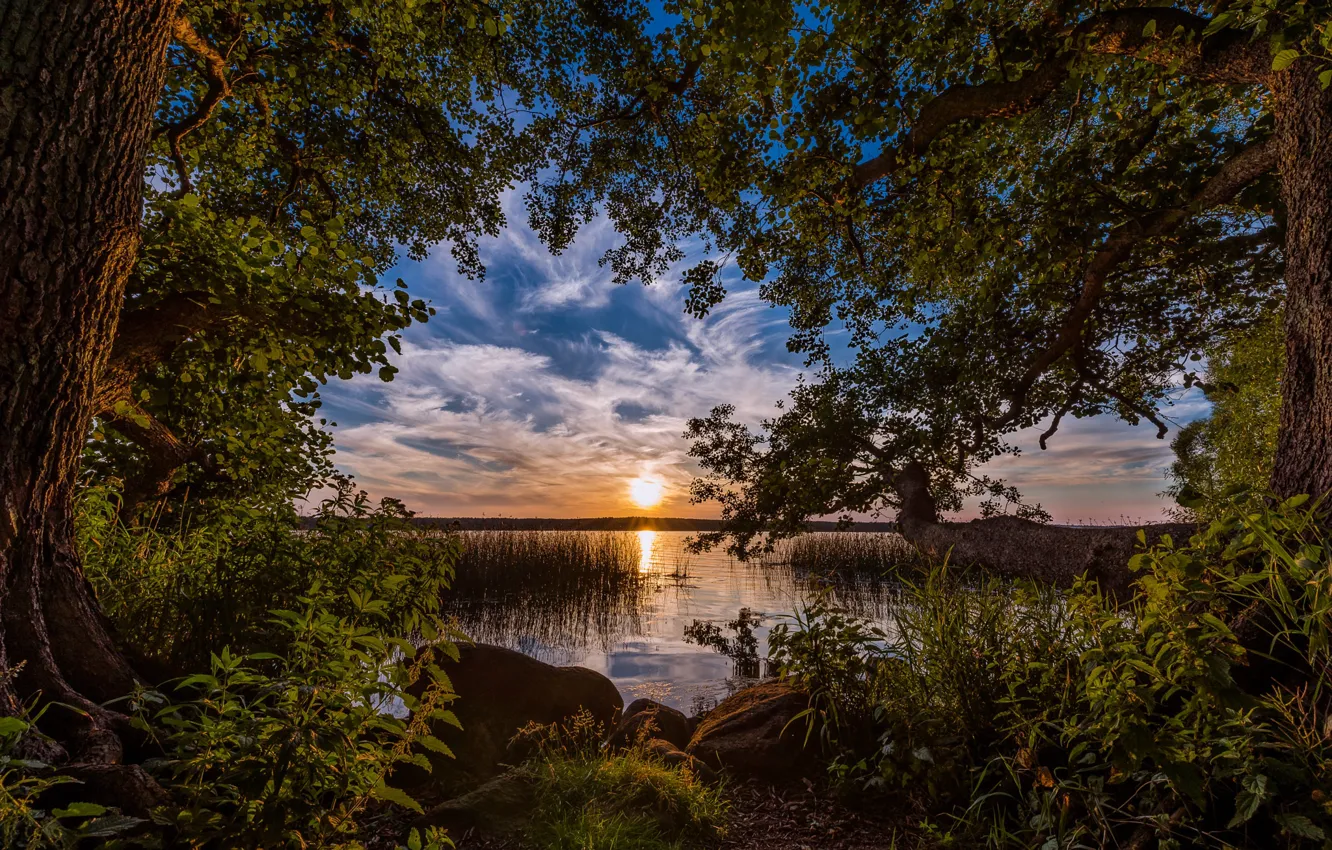 Photo wallpaper trees, sunset, shore, foliage