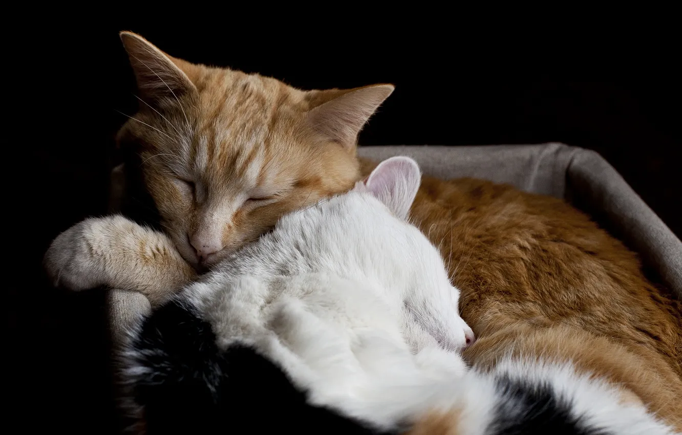 Photo wallpaper love, Family, cats, sleeping