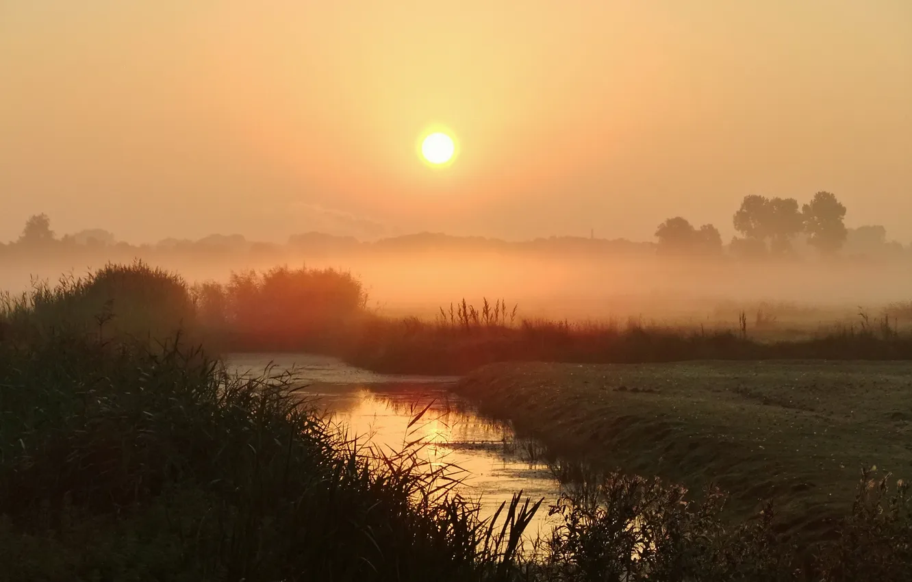 Photo wallpaper field, trees, fog, pond, dawn