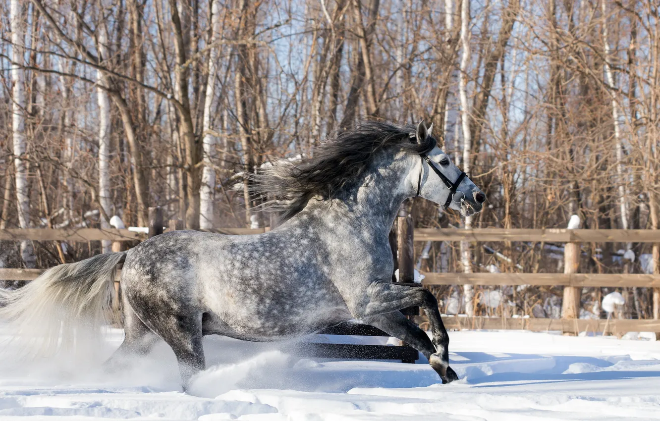 Photo wallpaper winter, snow, horse