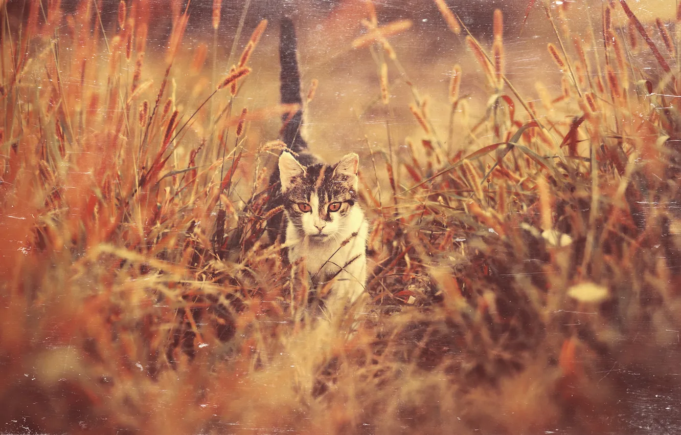 Photo wallpaper grass, eyes, cat, kitty, muzzle, tail, is