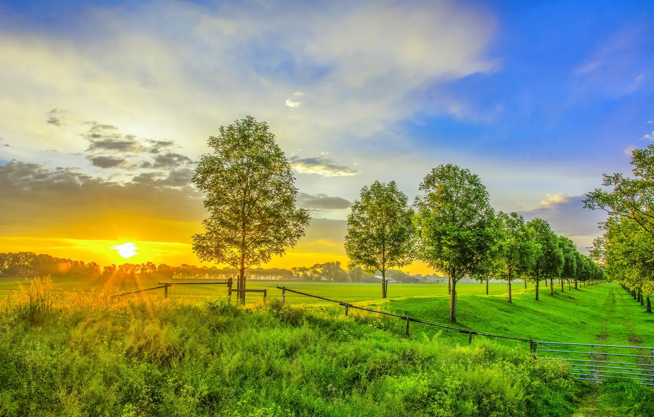Photo wallpaper field, trees, landscape, sunset, nature, photo, dawn