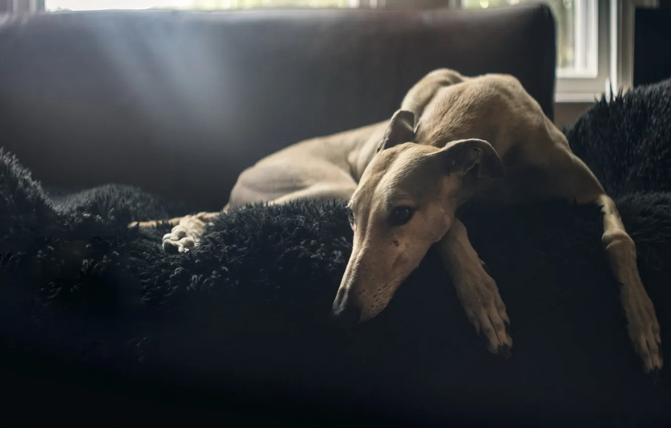 Photo wallpaper look, comfort, each, home, dog