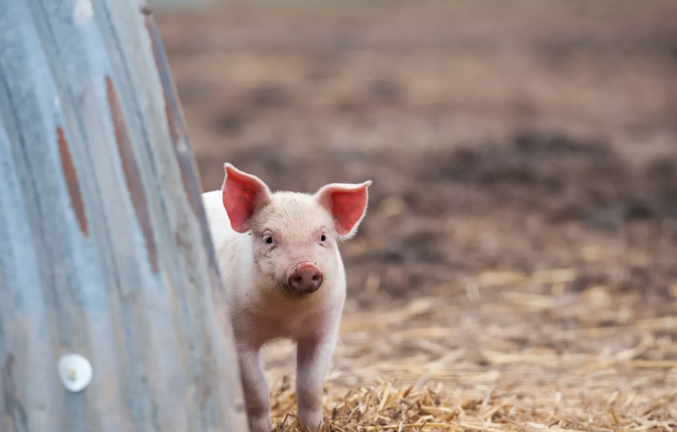 Photo wallpaper nature, background, pig