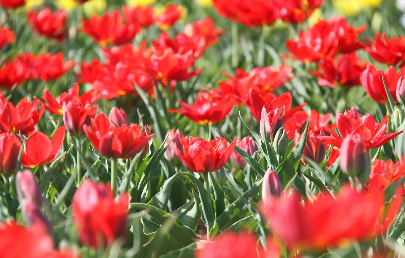 Photo wallpaper tulips, flowerbed, red tulips