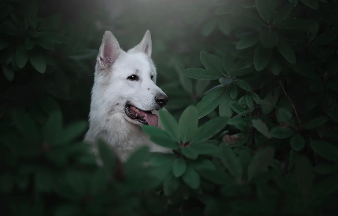 Photo wallpaper face, leaves, dog, The white Swiss shepherd dog