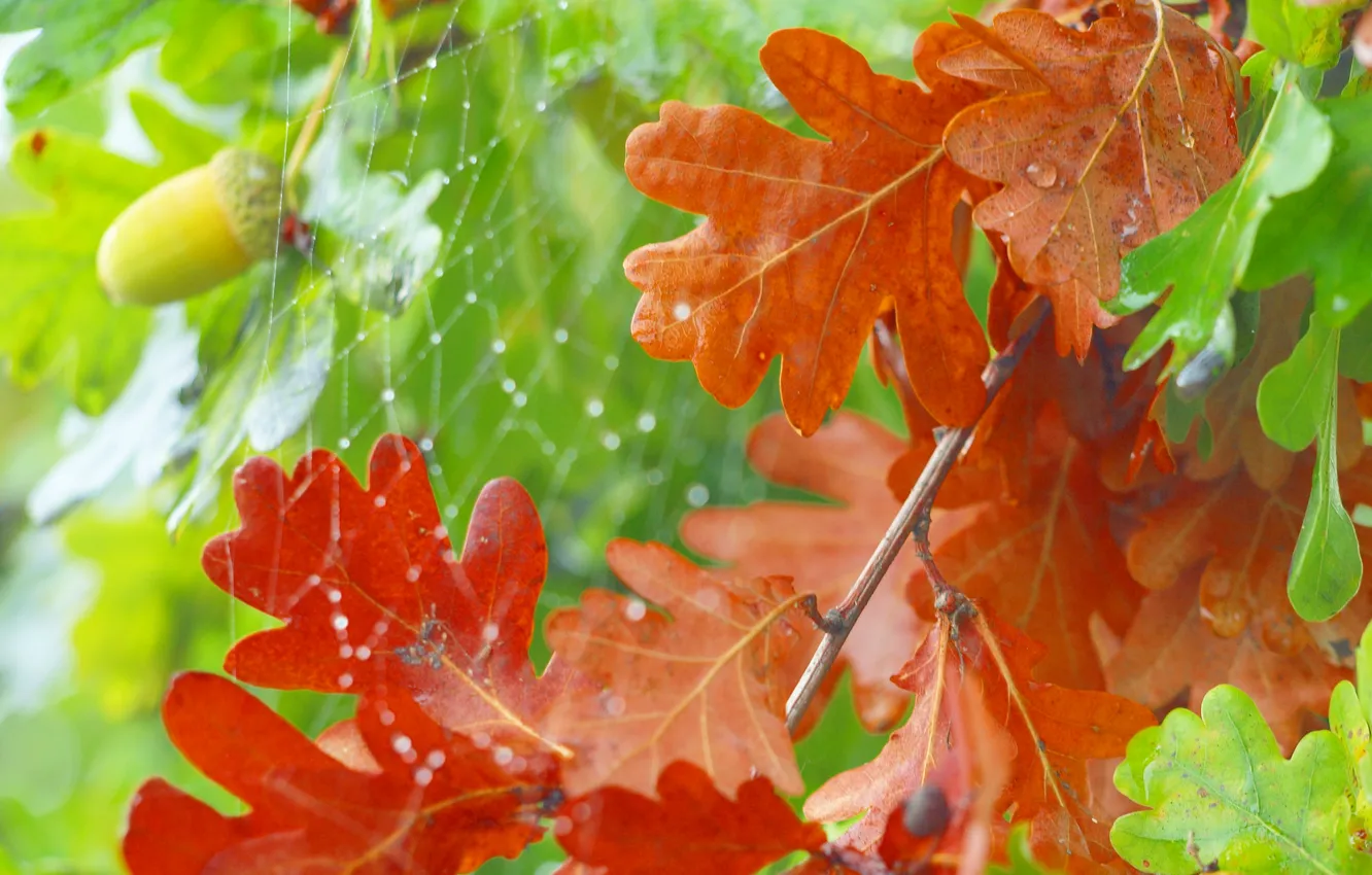 Photo wallpaper autumn, leaves, web, acorn, oak