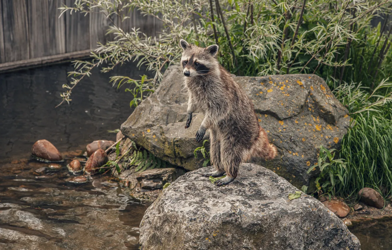 Photo wallpaper nature, stones, raccoon, priud