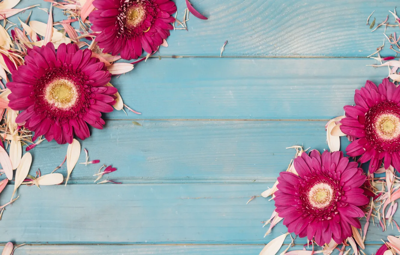 Photo wallpaper flowers, background, petals, gerbera