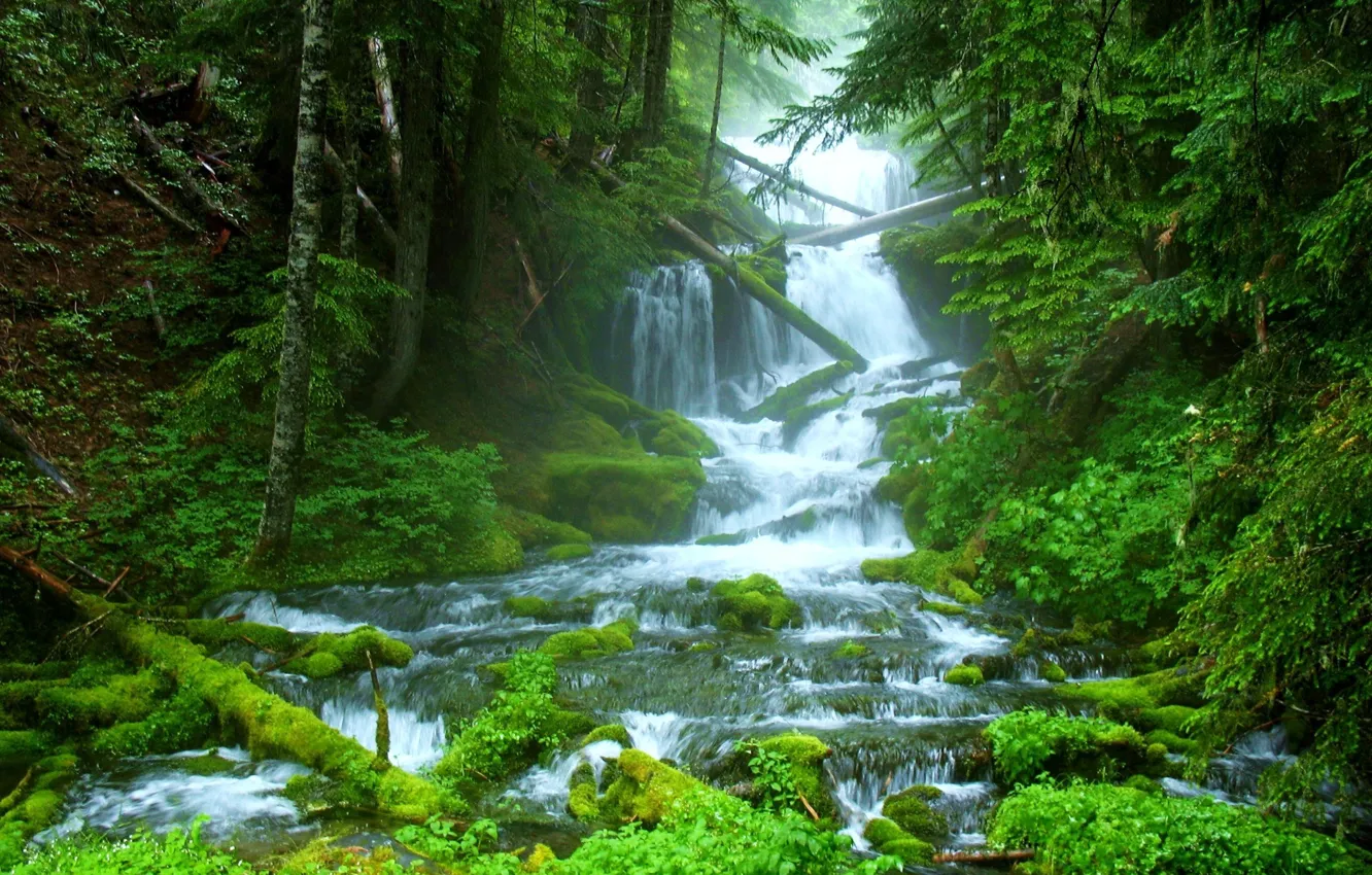 Photo wallpaper forest, nature, mountain river
