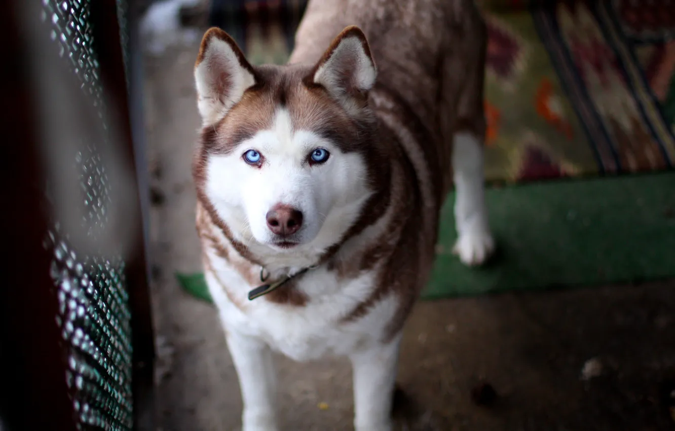 Photo wallpaper dog, blue eyes, husky