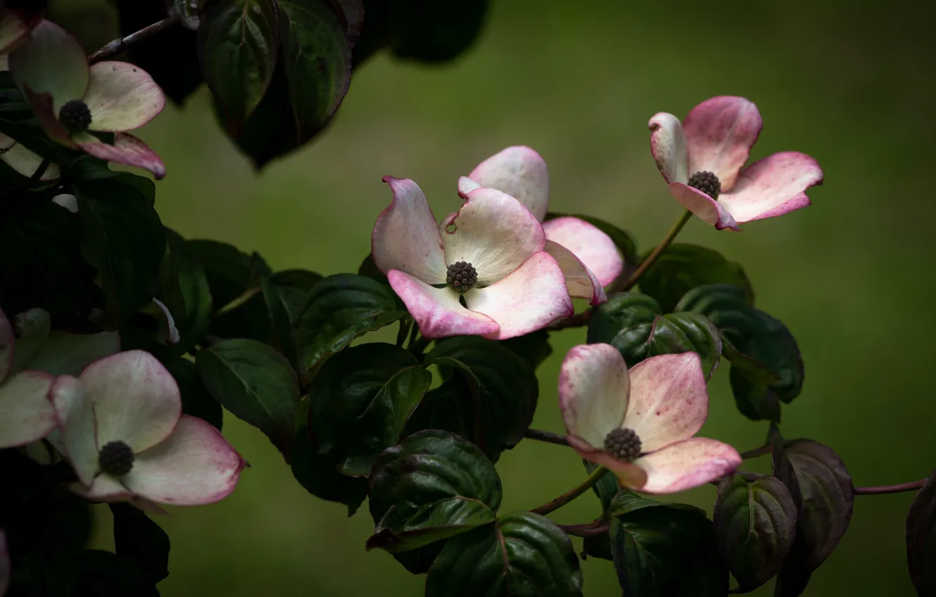 Photo wallpaper leaves, flowers, branches, dogwood