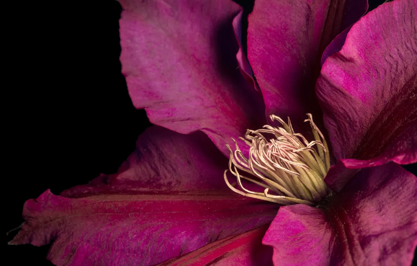 Photo wallpaper flowers, petals, clematis, clematis