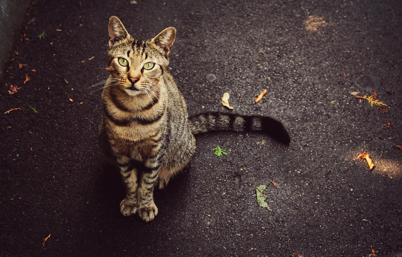 Photo wallpaper eyes, cat, leaves, street, tail