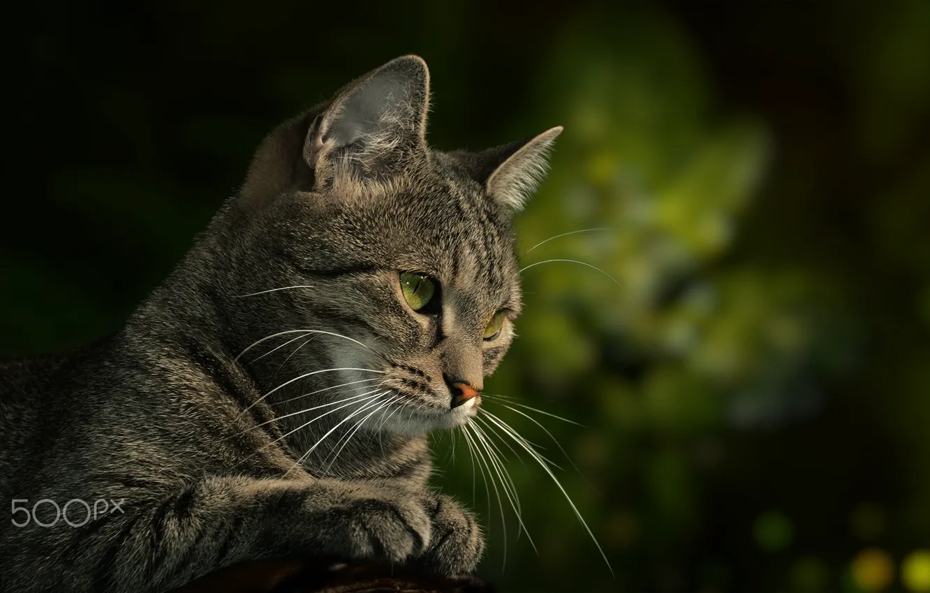 Photo wallpaper cat, cat, look, Kote, green background